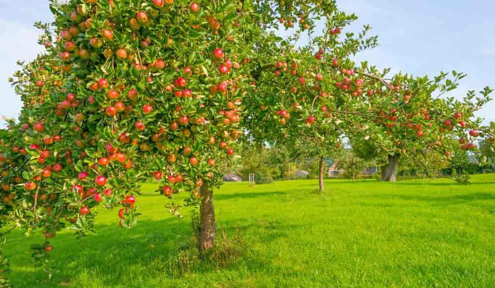 What Are Evercrisp Apples Good For