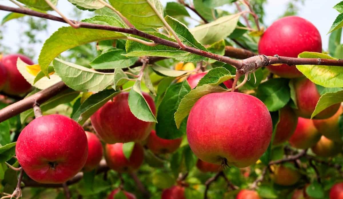 Price of Kanzi Apple Tree