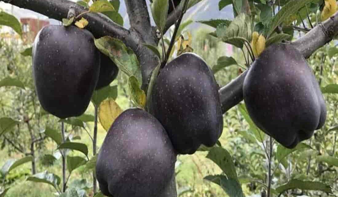 Black Oxford apple fruit price in India