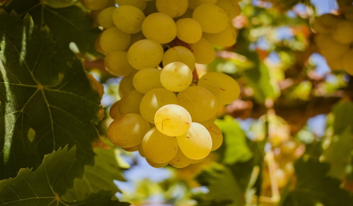 Turkish grapes