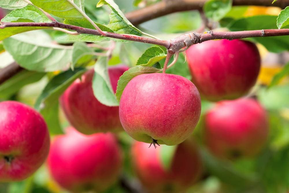 apple fruit benefits