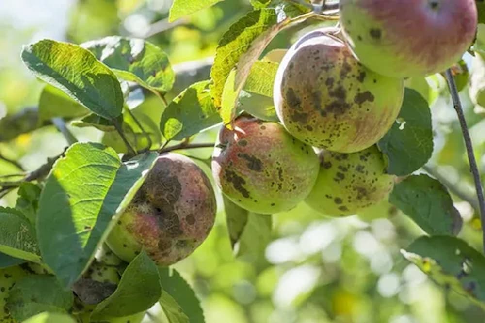 Apple horticulture diseases