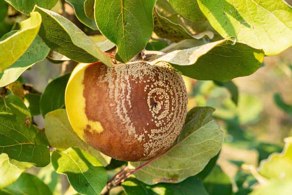 Honeycrisp apple diseases