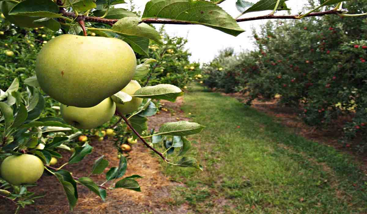 Rome apple harvest