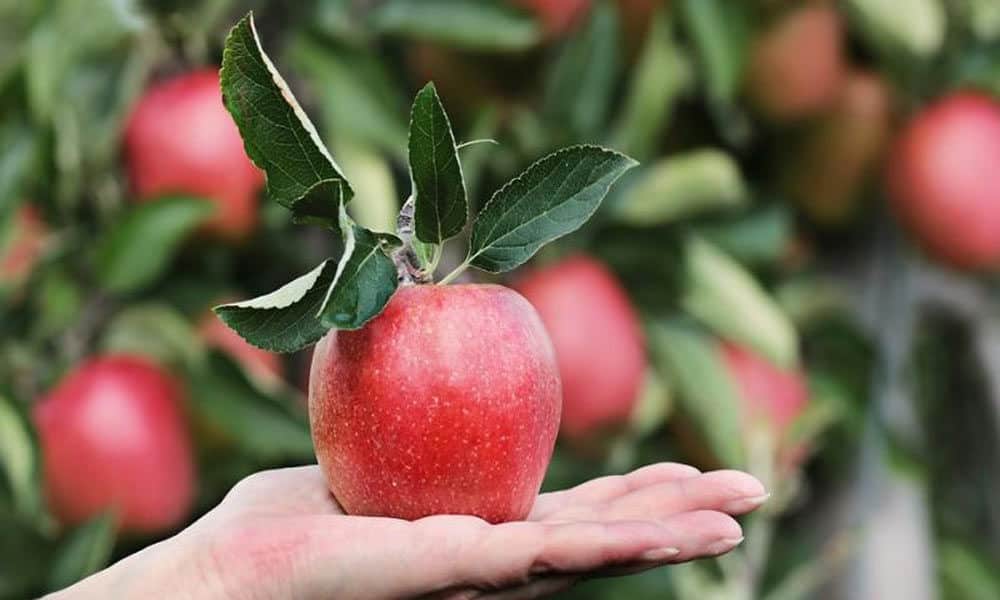 Cameo apple harvest