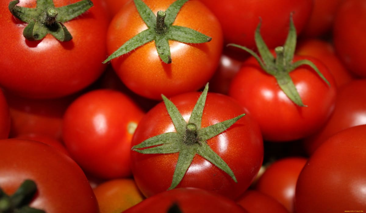 Tomato statistics