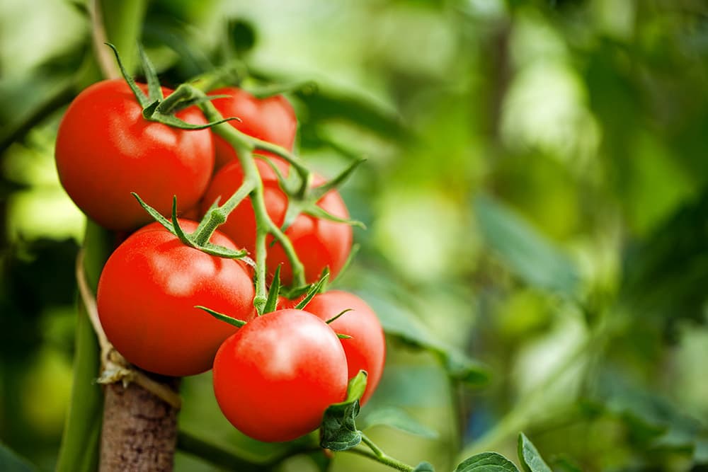 sell tomatoes wholesale