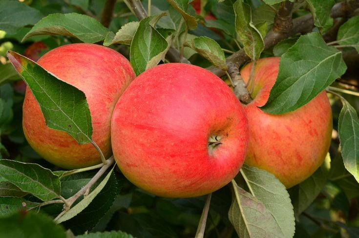 Tompkins King apple fruit price