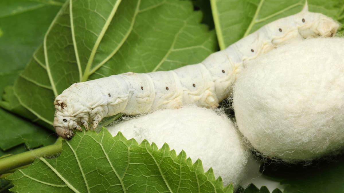 Silkworm life cycle