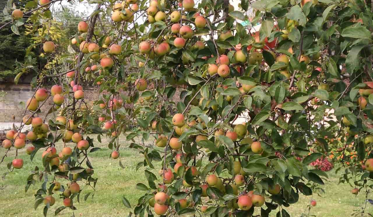 Anna Apple Tree for Sale in India