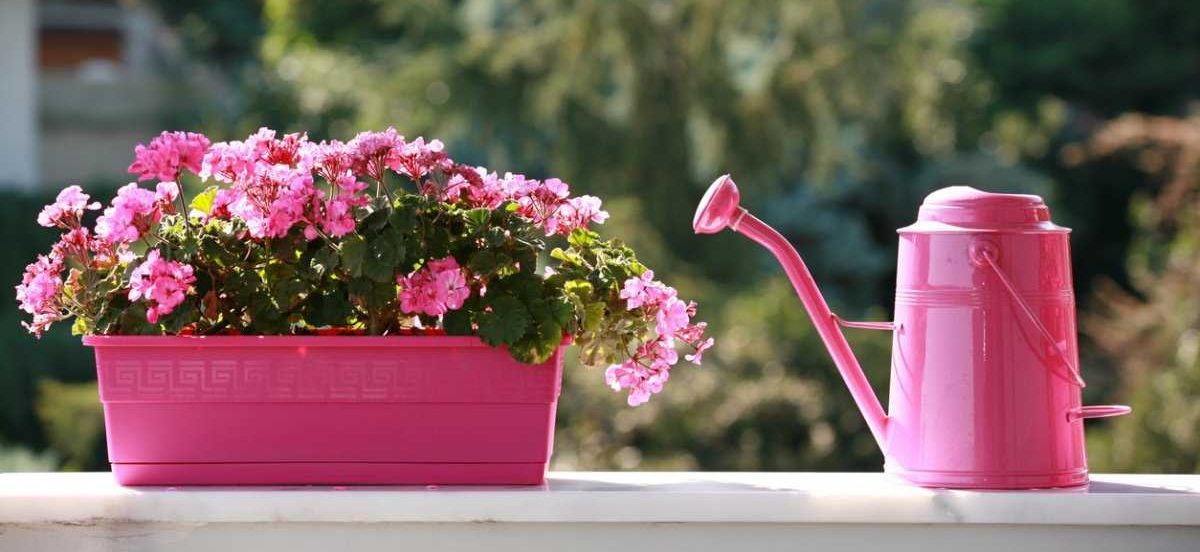 How to use plastic pots for plants