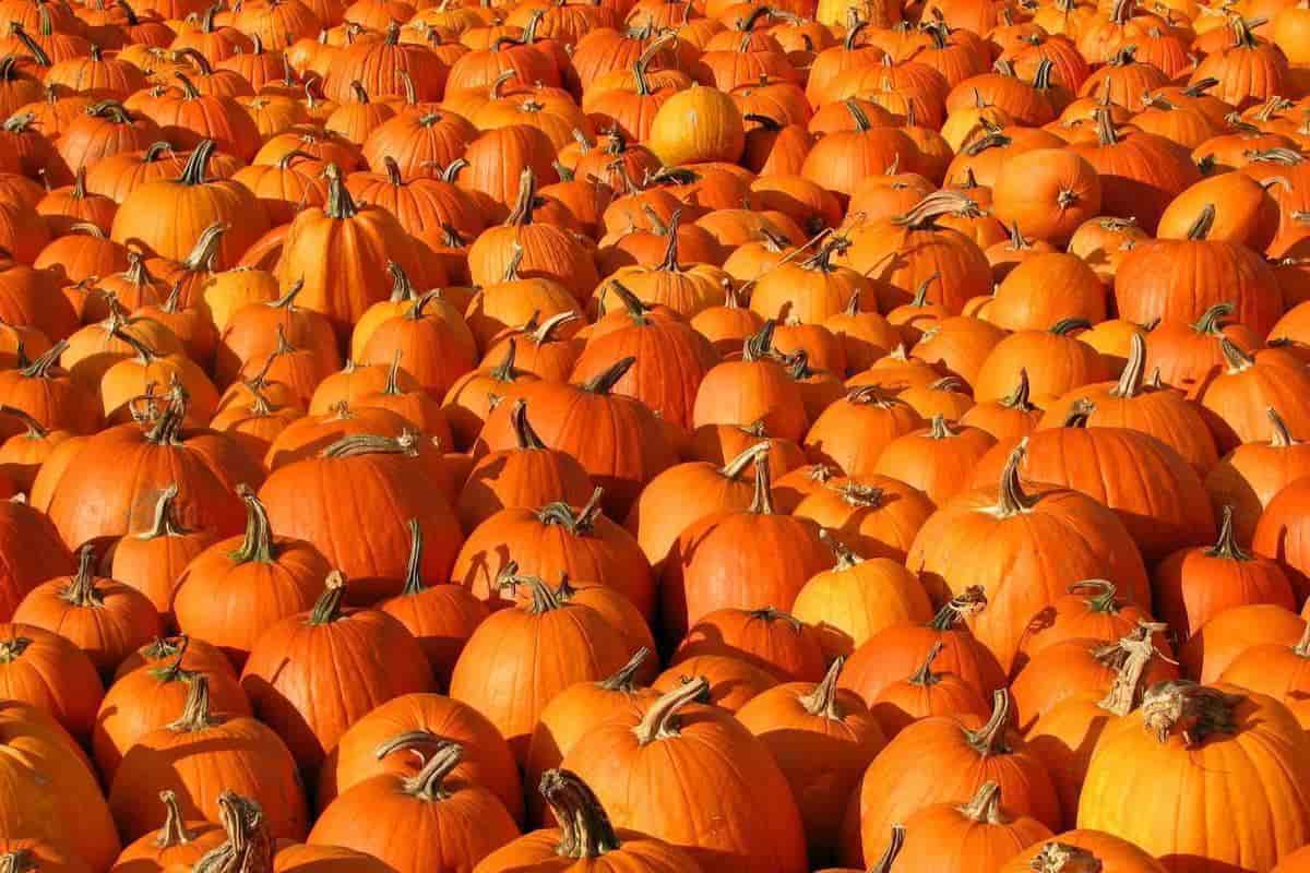 pumpkin health benefits