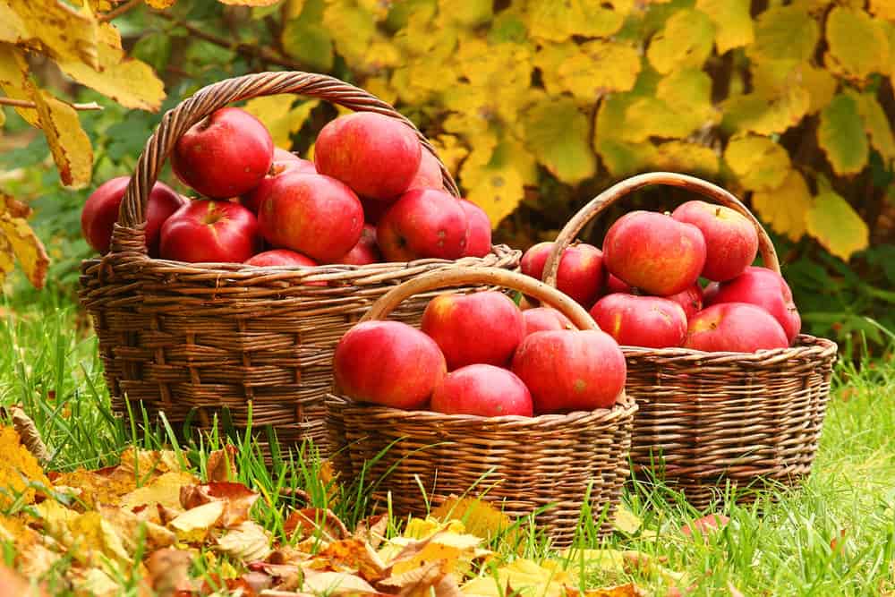 Buy pacific rose apples online