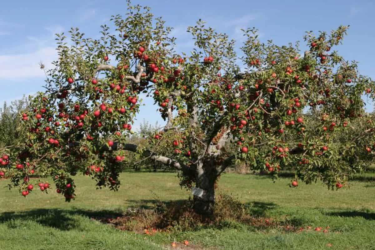 Cameo apple trees for sale