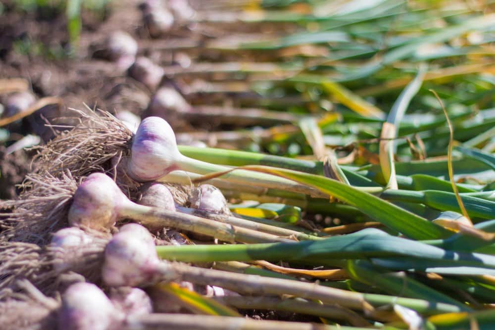 garlic harvest time
