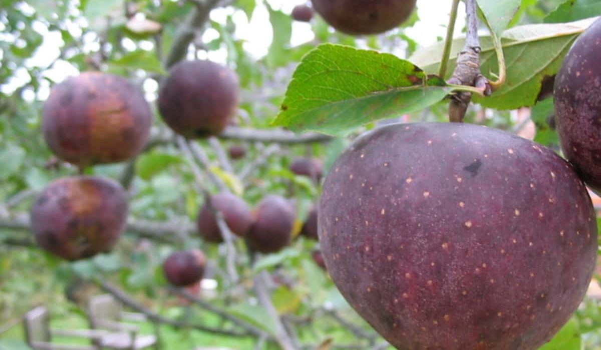 Black Oxford apple fruit tree price