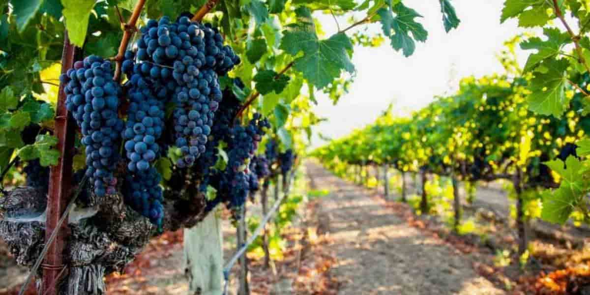 grape producers