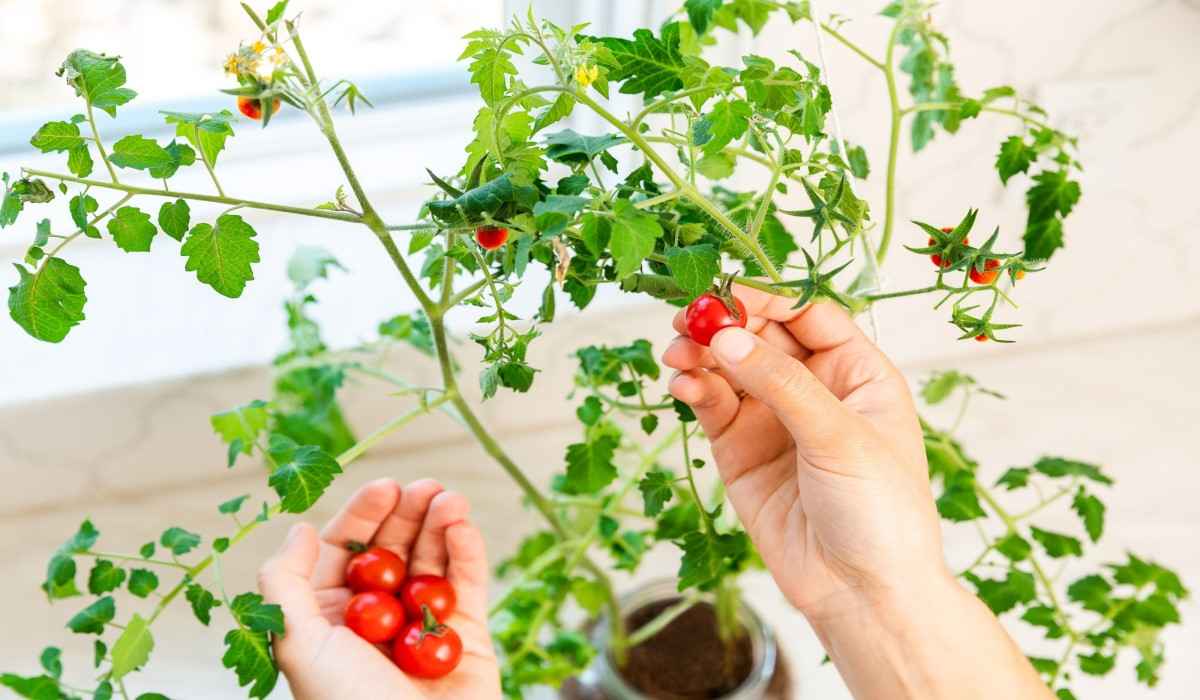 Tomato plant care
