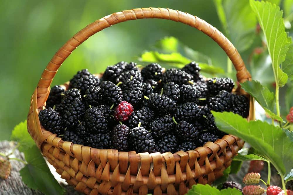 Mulberries Benefits