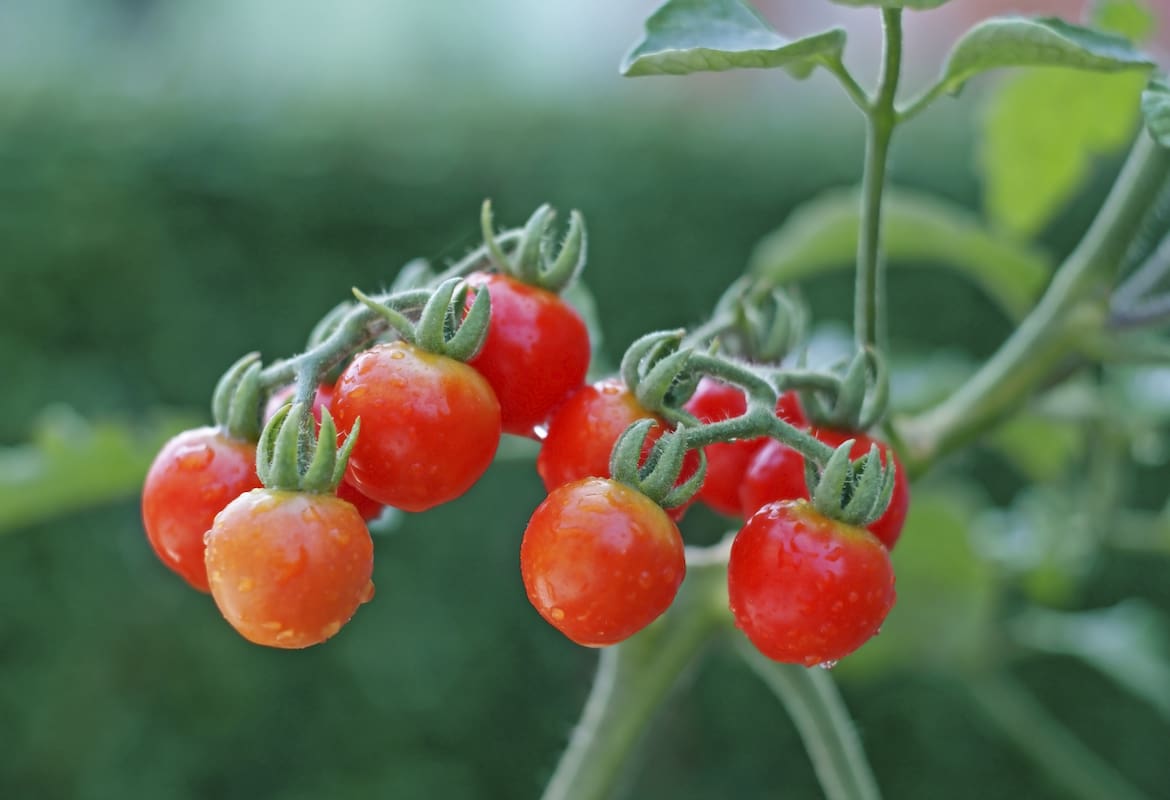 How to grow atomic grape tomato