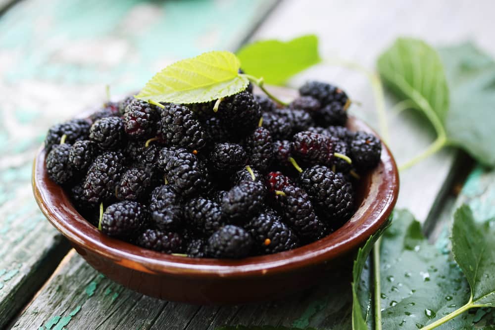 Mulberries types