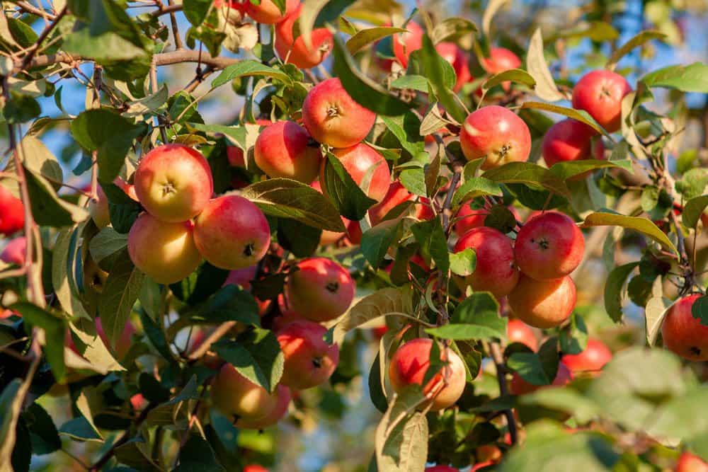 Winesap apple fruit season and taste for sale