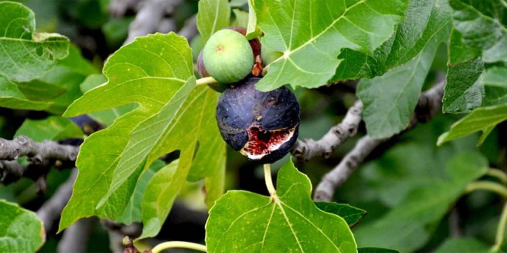 Self-pollinating figs