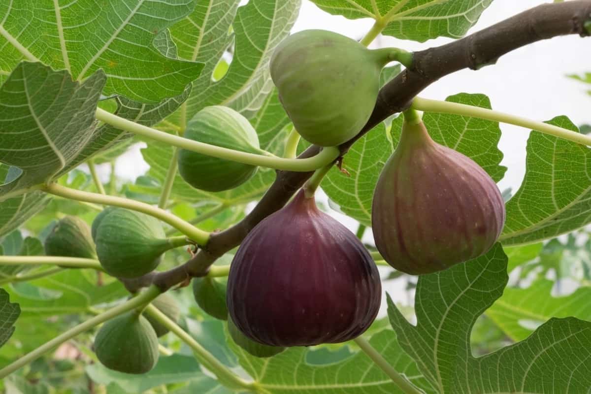 Fresh figs for sale near me