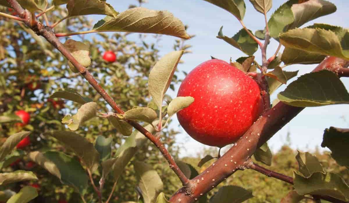 Ambrosia Apple for Sale in Ontario