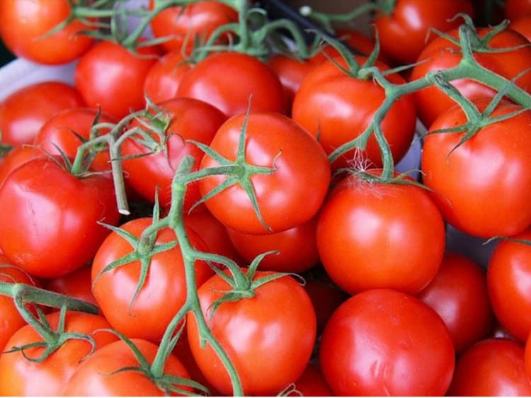 Tomato greenhouse business pdf