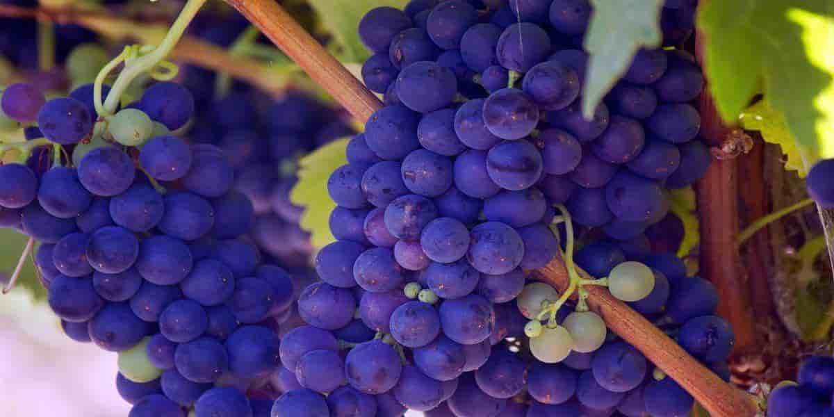 grape exporters