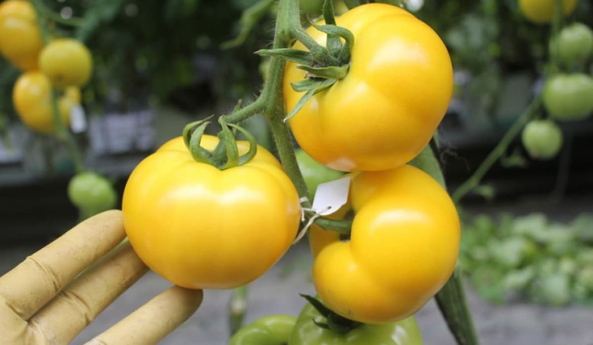 yellow tomato for canning