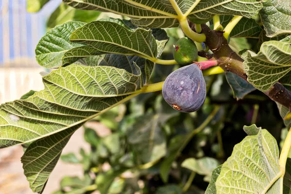 Rare fig trees for sale