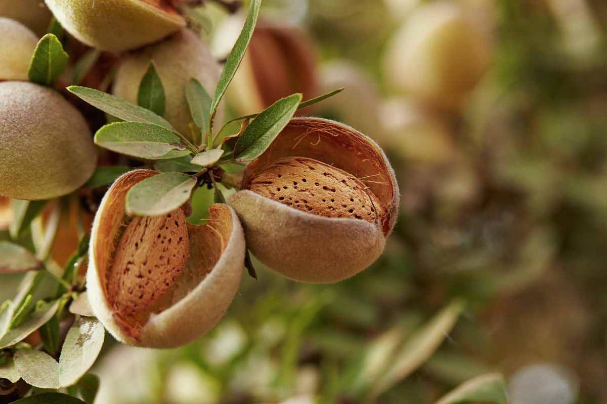 almonds in shell price