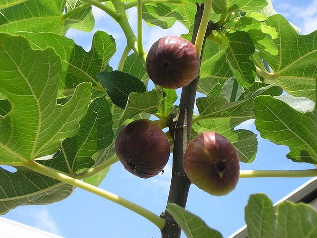 Figs for sale South Africa