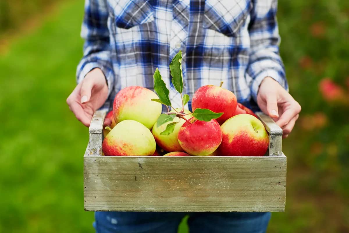 Cortland apple nutrition