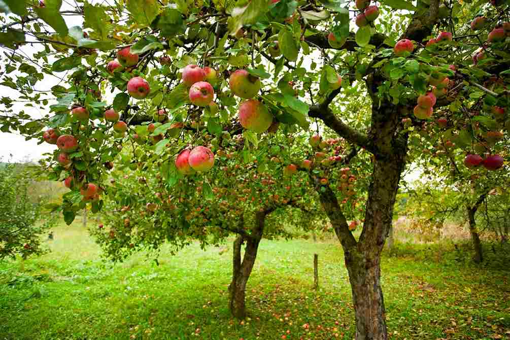 Ribston pippin apple tree