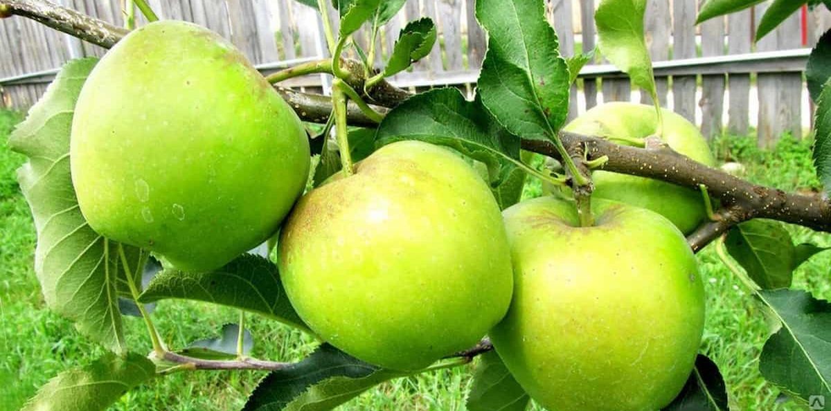 Mutsu apple tree pollination