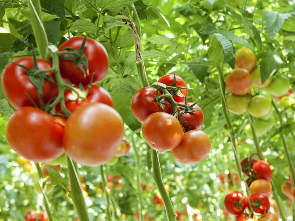 Tomato business plan in Zambia