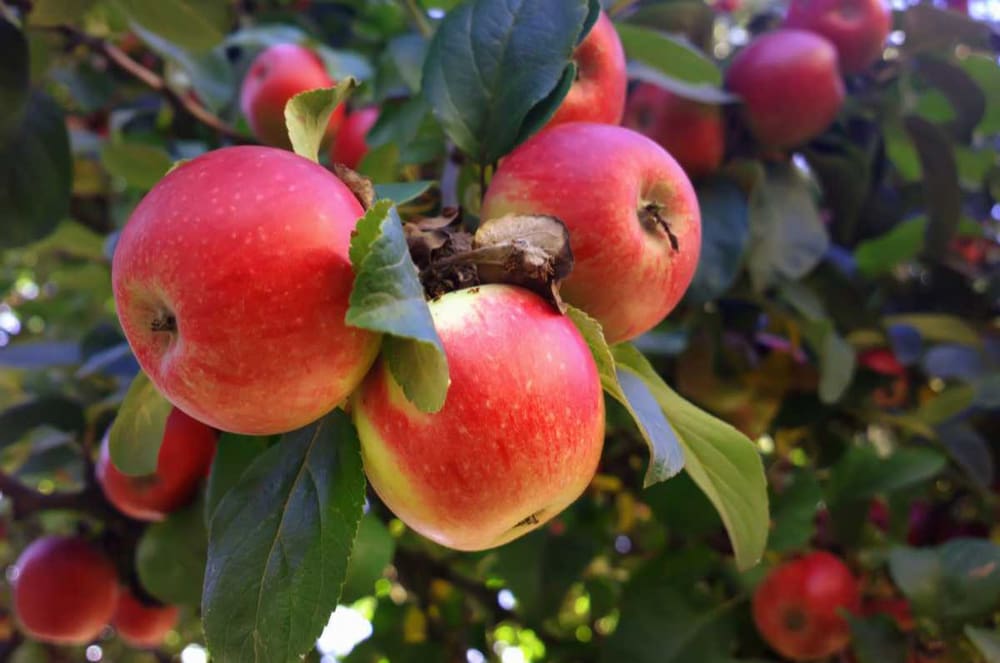 Zestar apple trees for sale