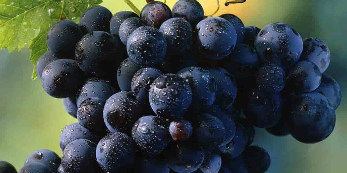 grape benefit