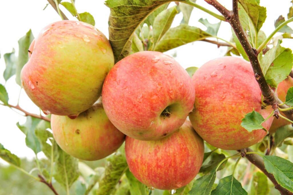 Tompkins King apple fruit size