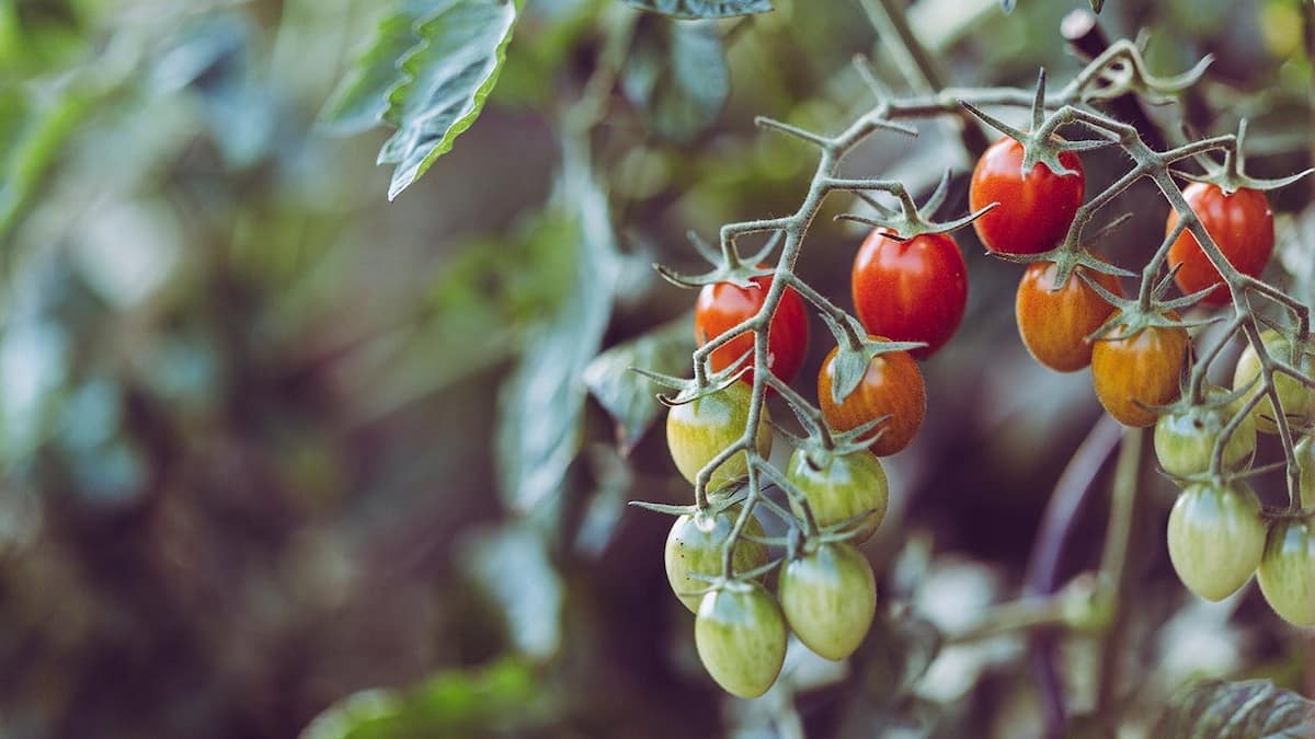 How to stake grape tomatoes