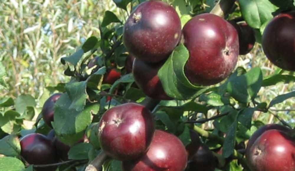 Black Oxford apple fruit tree price in India