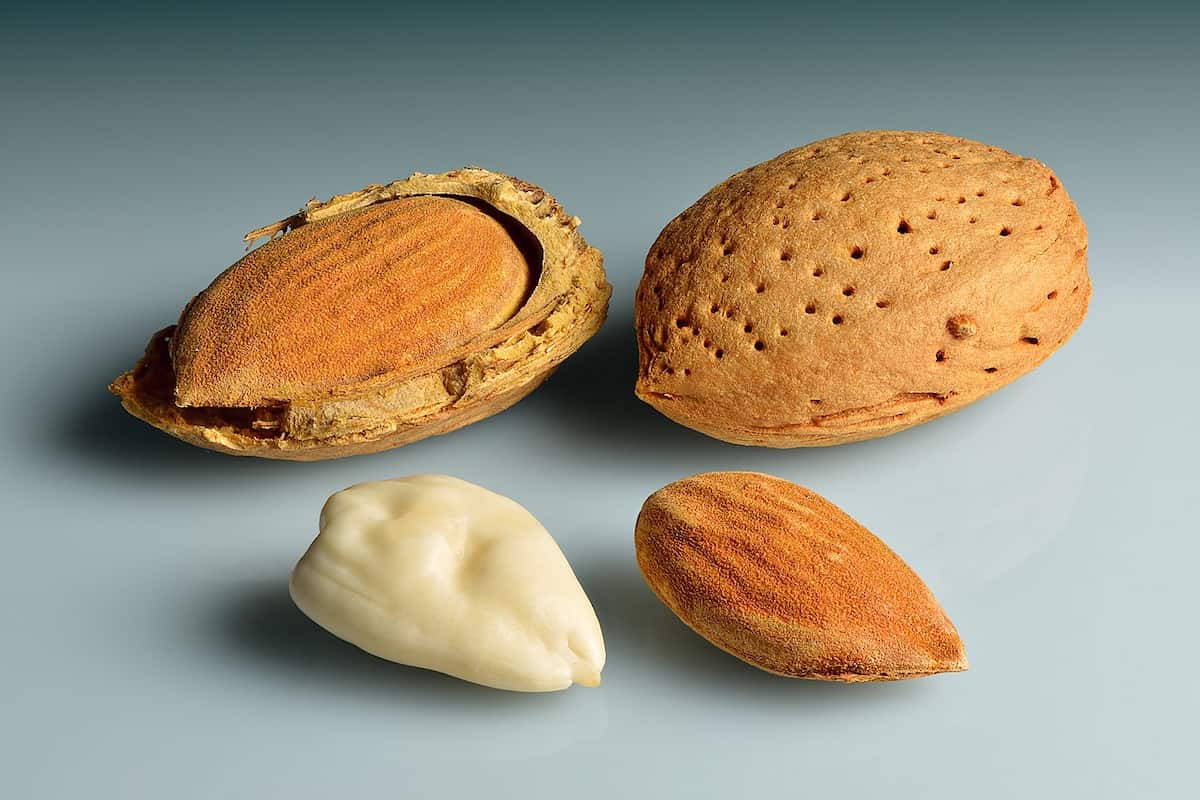 almond varieties spain