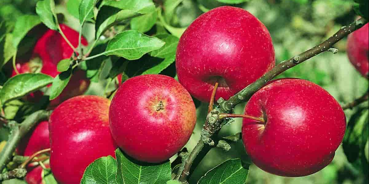Spartan apple trees for sale