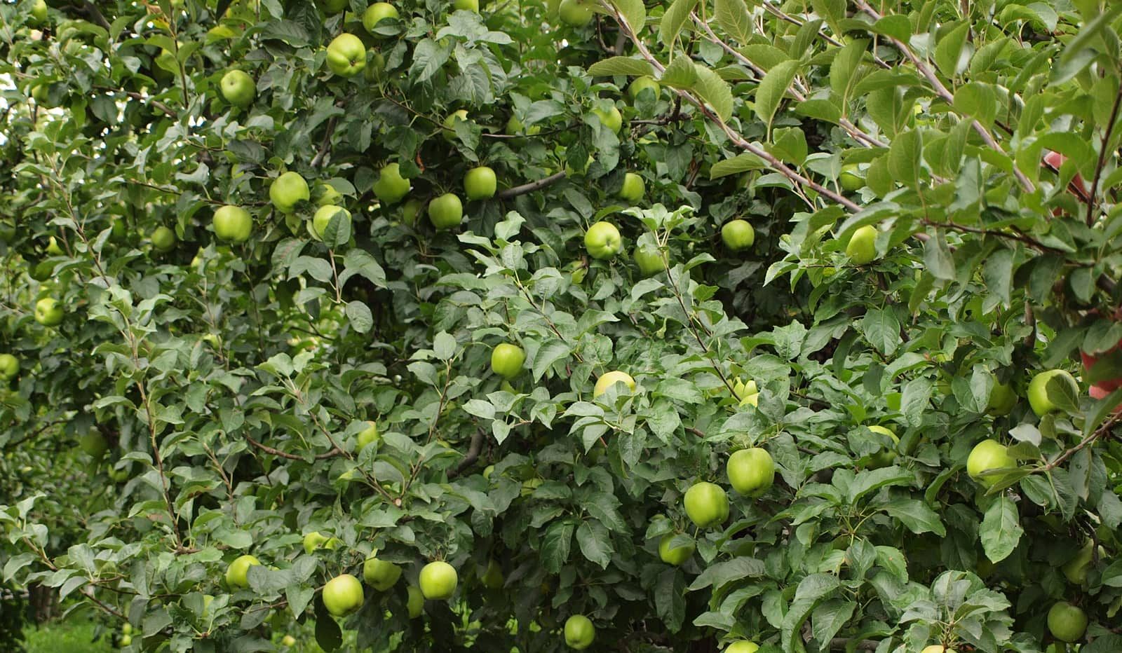 Rhode Island greening apple tree