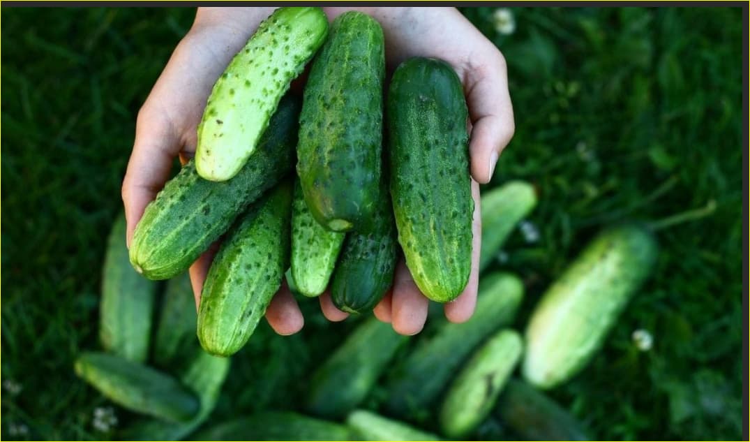 is cucumber fruit