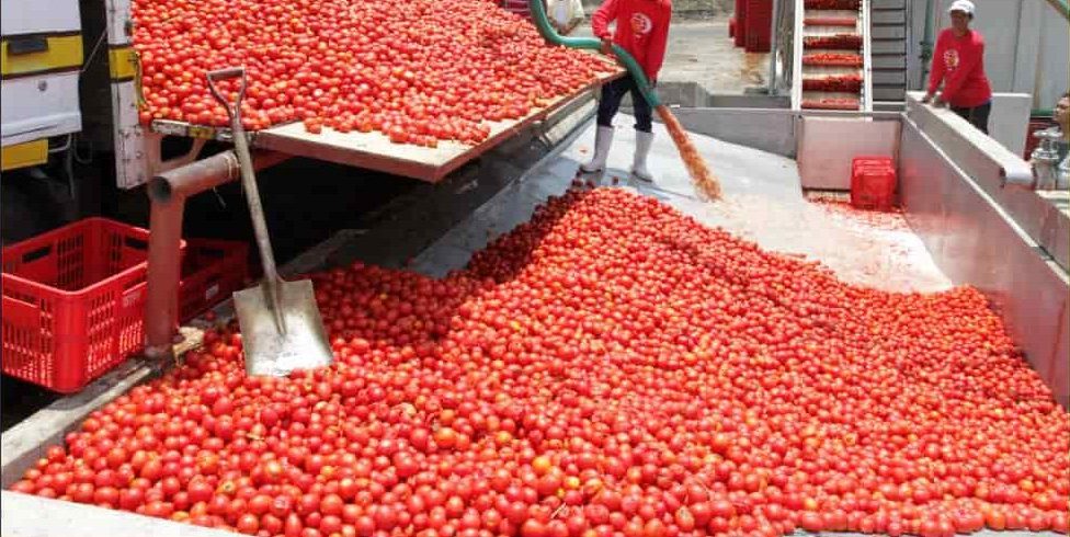 tomato puree manufacturing