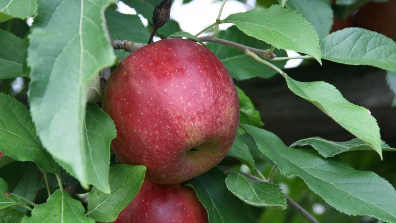 Price of the Cortland Apple Tree in Wisconsin